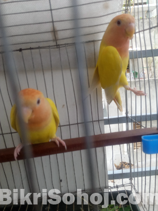লাভ বার্ড